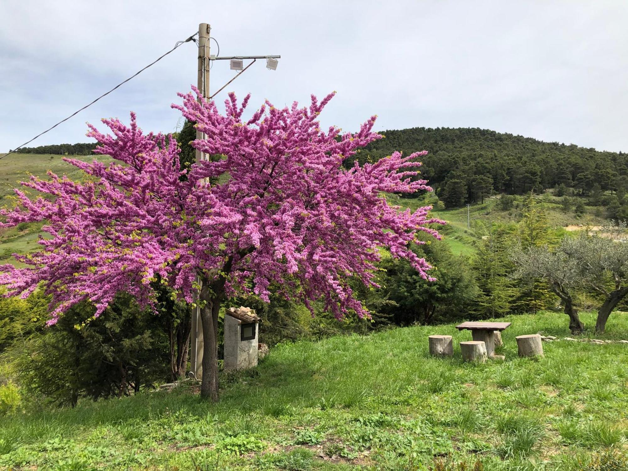 Agriturismo Serra Moneta Santo Stefano Quisquina Kültér fotó