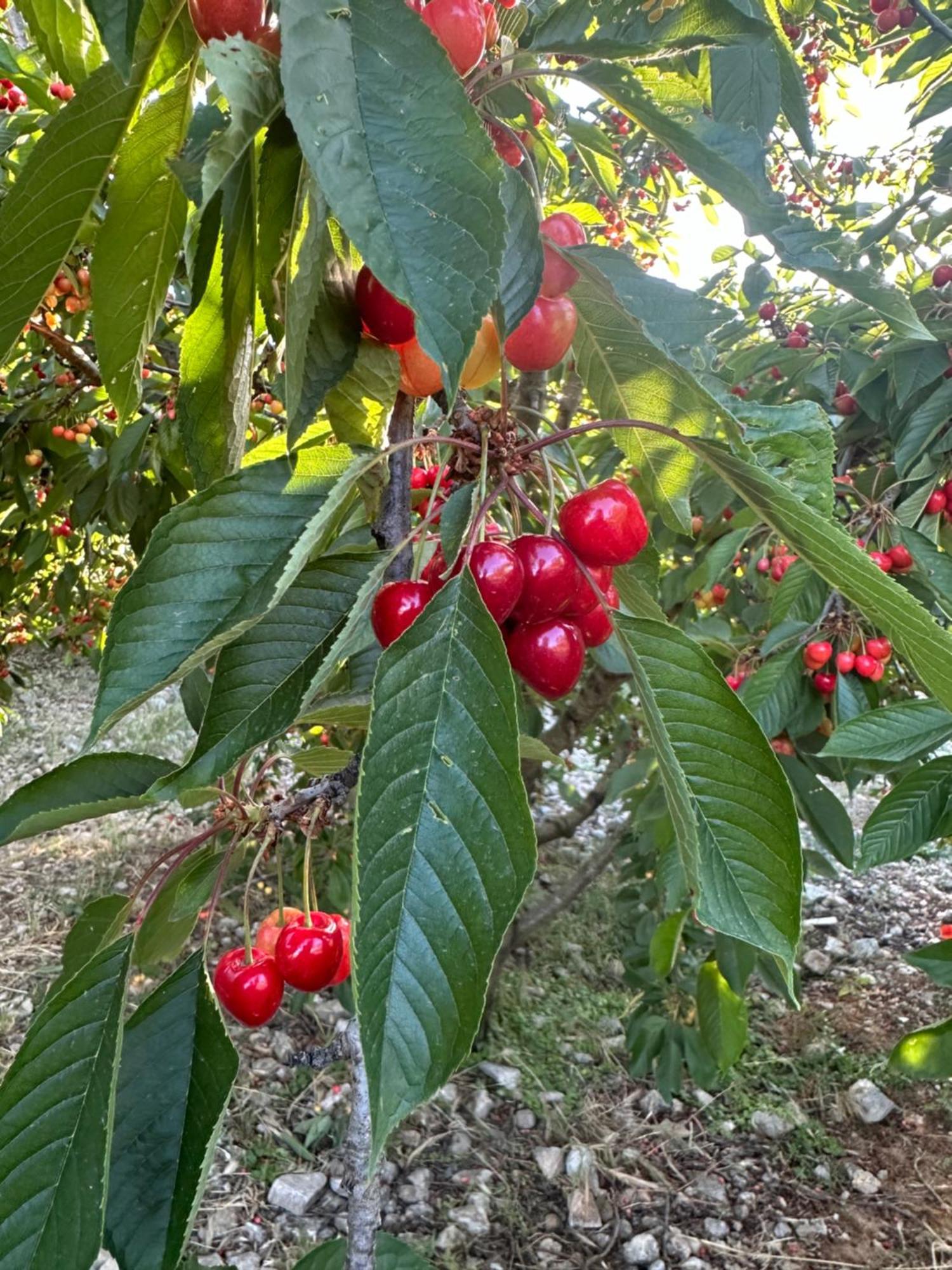 Agriturismo Serra Moneta Santo Stefano Quisquina Kültér fotó