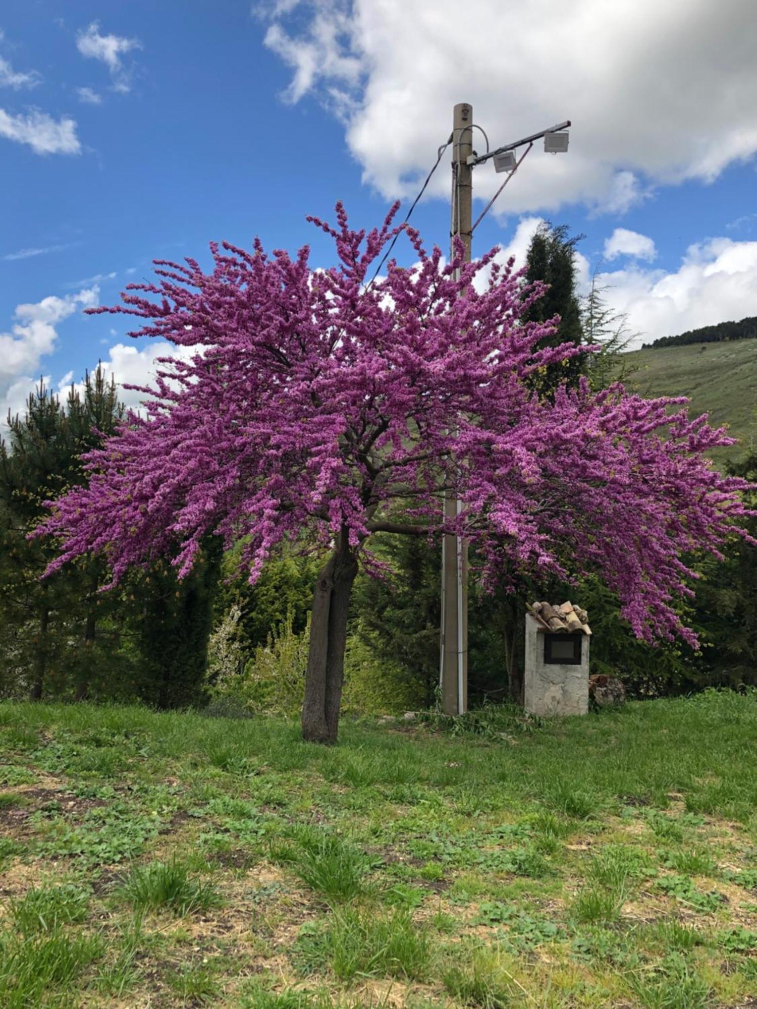 Agriturismo Serra Moneta Santo Stefano Quisquina Kültér fotó